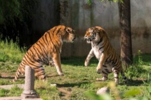 tiger fight