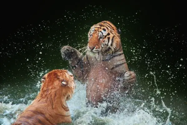 tiger paw swipe