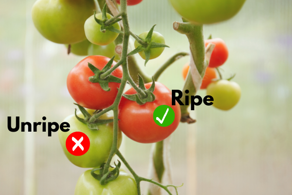 Can Hamsters Eat Tomatoes