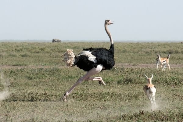 Ostrich