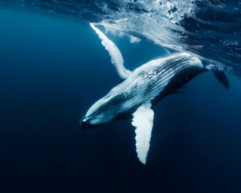 Blue Whale size
