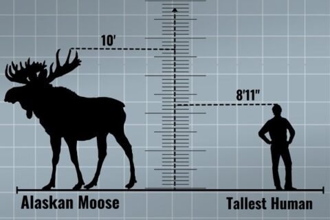 How Tall Is A Moose How Big Is A Moose Zooologist
