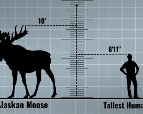 How Tall Is A Moose Compared To A Human