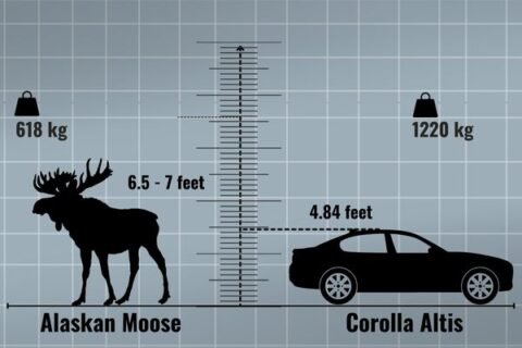 How Tall Is A Moose How Big Is A Moose Zooologist