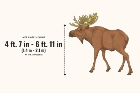 How Tall Is A Moose How Big Is A Moose Zooologist