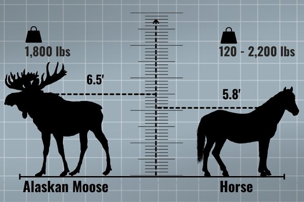 How Big Is A Moose Compared To A Horse