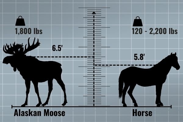 How Big Is A Moose Compared To A Horse Zooologist