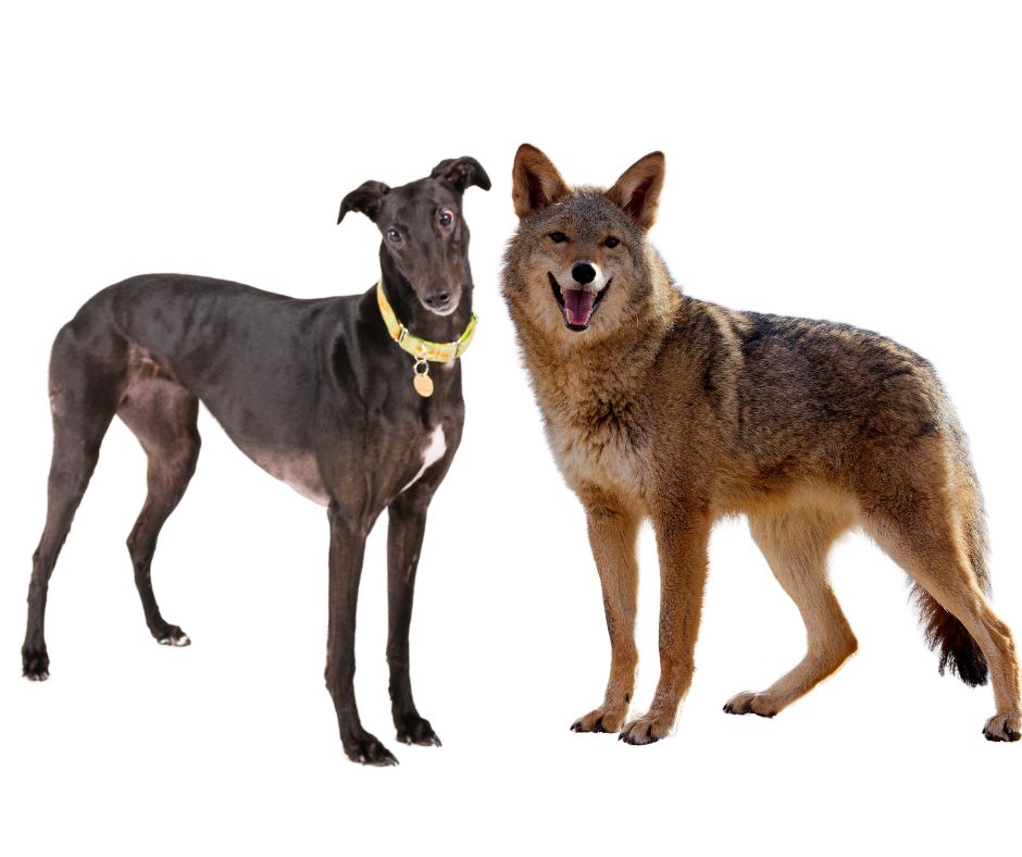 Coyote vs Greyhound