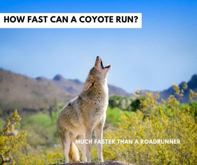 How Fast Can A Coyote Run Coyote Top Speed Zooologist