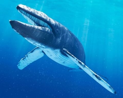 How Long Is A Blue Whale's Tongue?