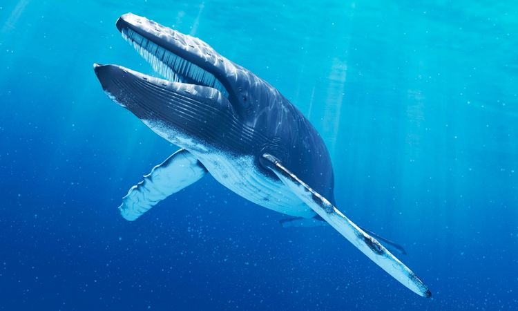 How Long Is A Blue Whale's Tongue?
