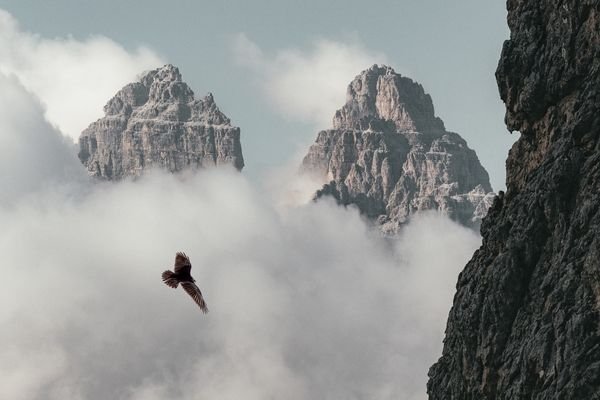 How High Can An Eagle Fly