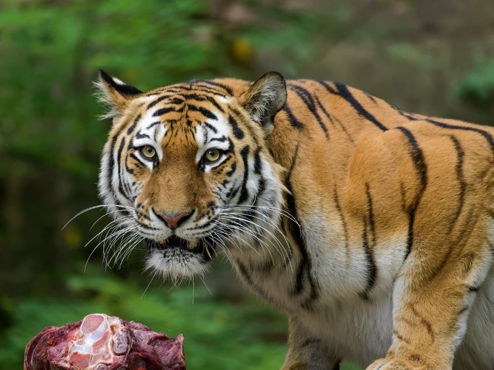 siberian tiger eating meat