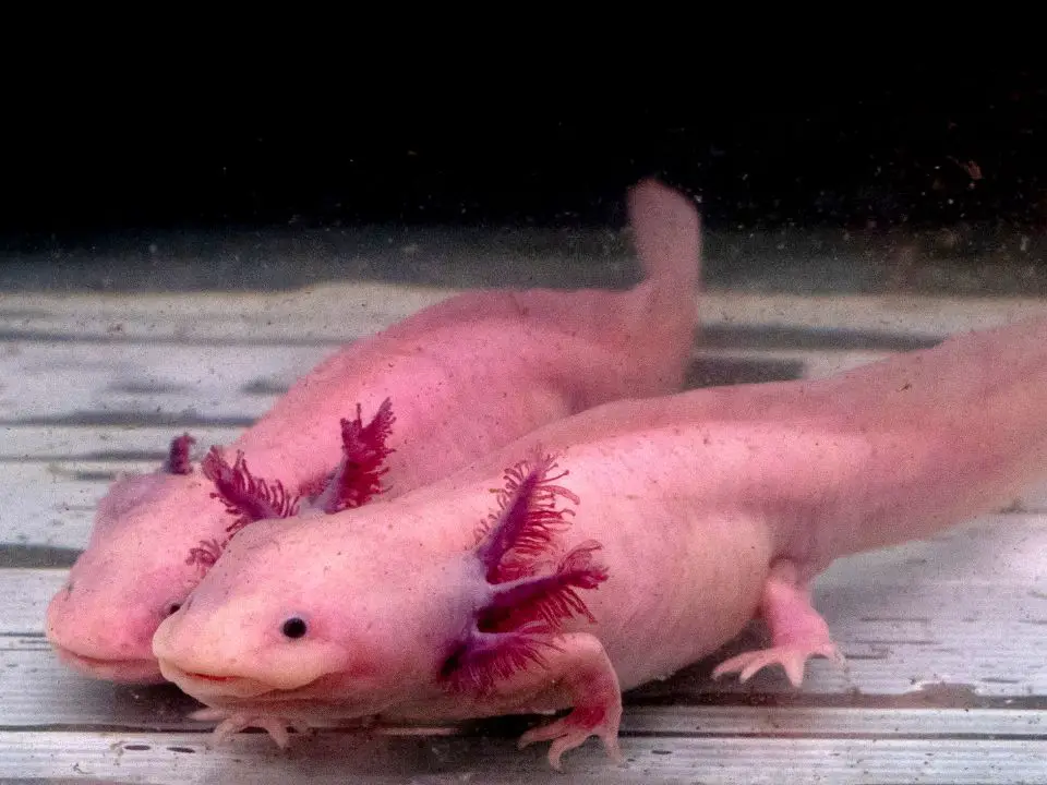 Axolotls Endangered