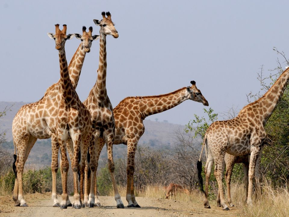 Behavioral Adaptations Of A Giraffe