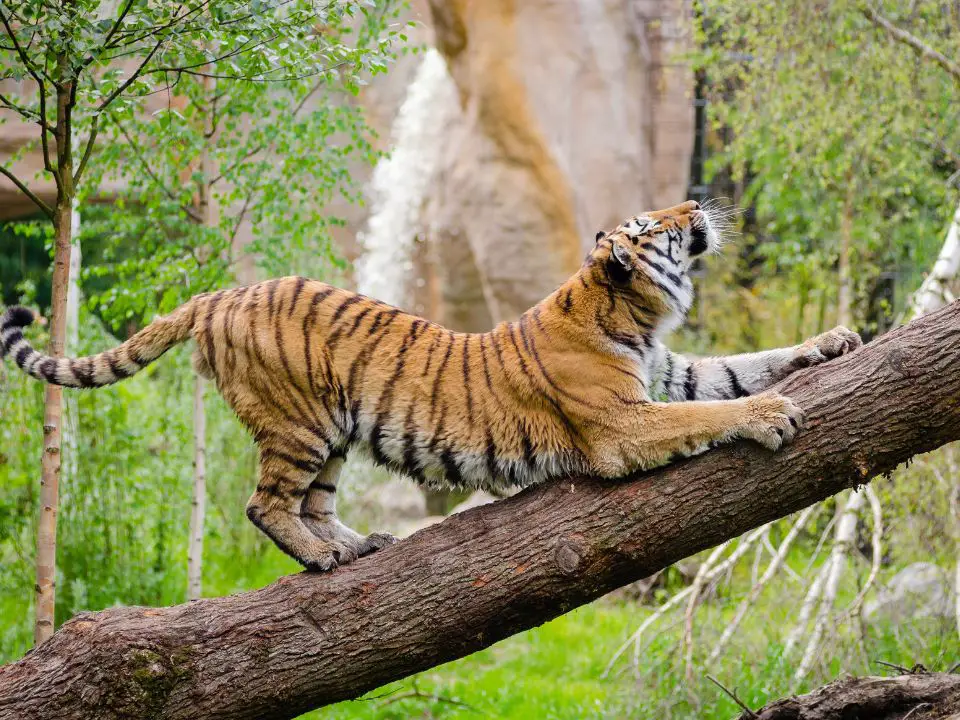 Behavioral Adaptations Of A Tiger