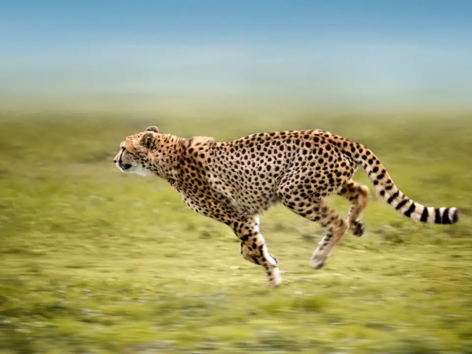 Adaptations of a Cheetah - Behavioral, Physical, Structural ...