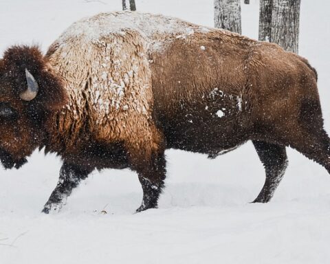 How much does a Bison weigh