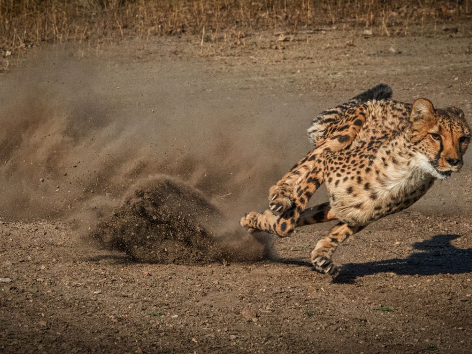 Physiological Adaptations of a Cheetah