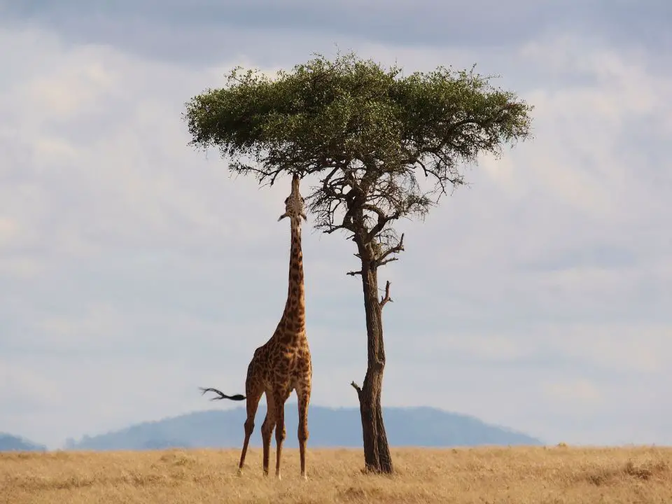 Structural Adaptations Of A Giraffe