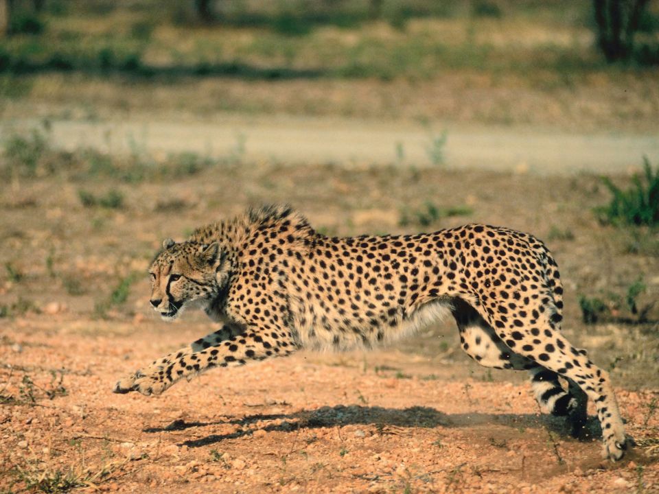 Structural Adaptations of a Cheetah