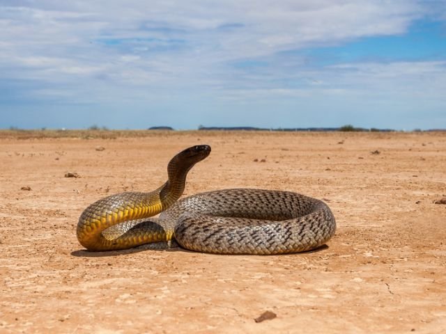 Taipan