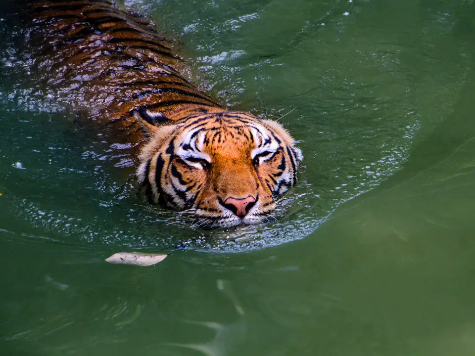 Tiger swimming