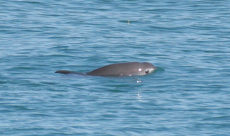 Vaquitas Endangered