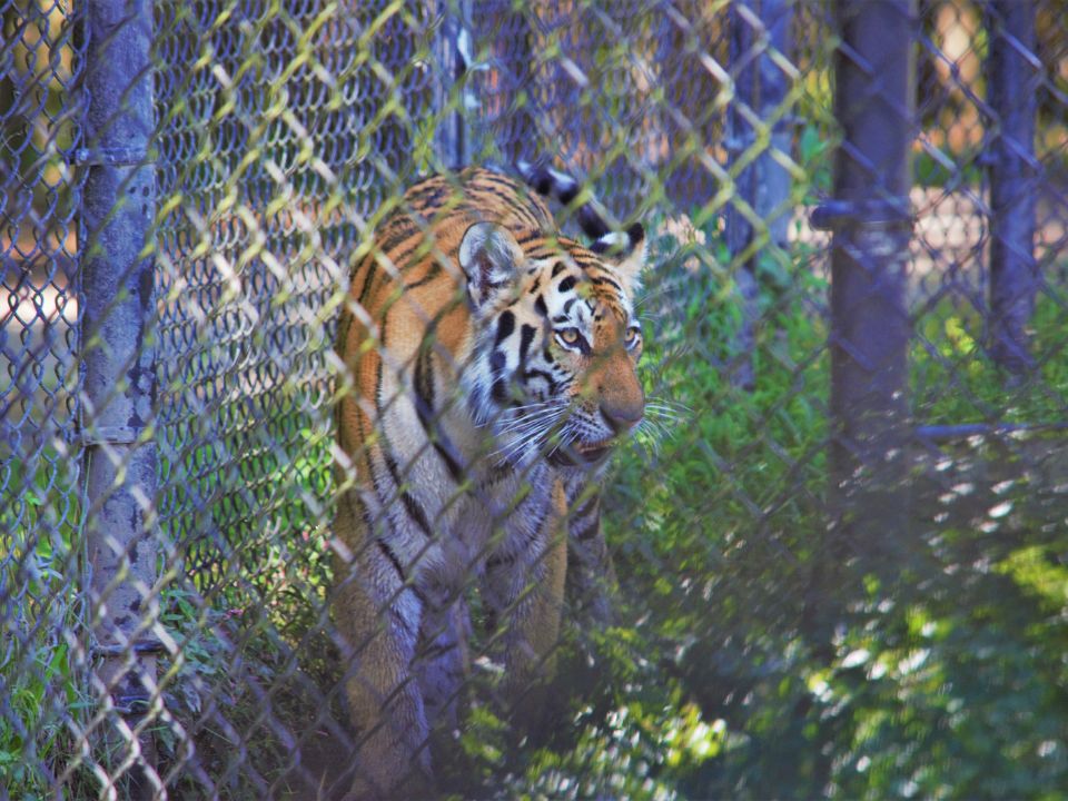 What Do Siberian Tigers Eat In Captivity
