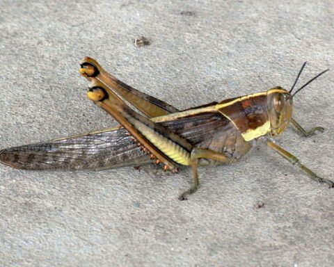 What is the longest living grasshopper?