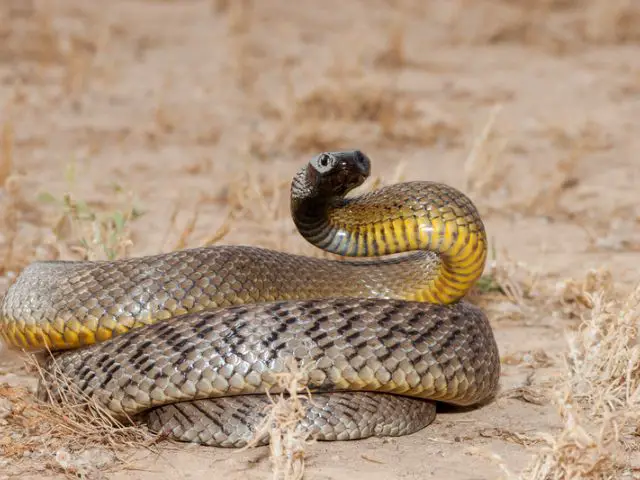 What is the most Venomous Snake in World? - Zooologist