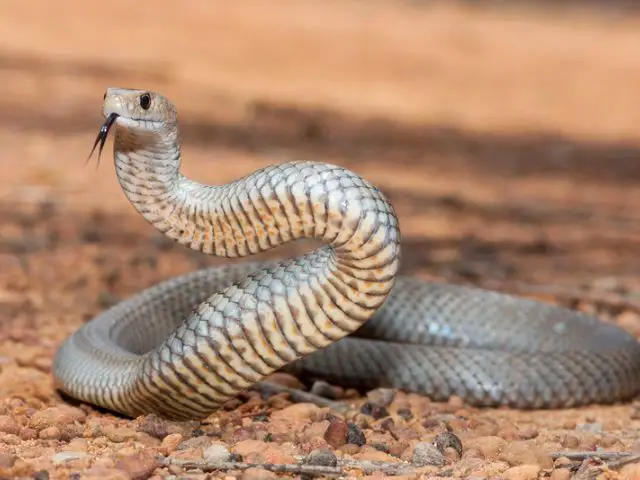 What is the second most venomous snake in the world
