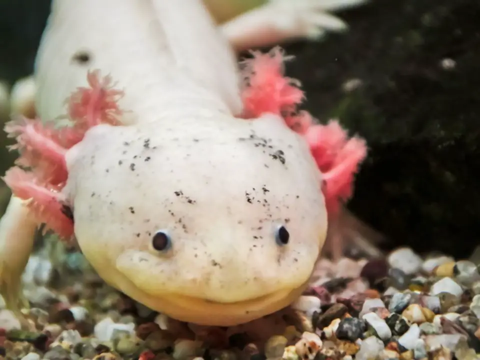 Why Are Axolotls Important