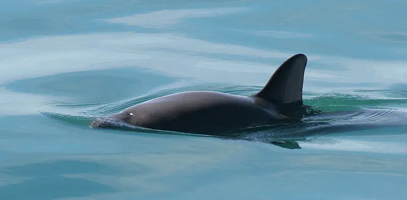Why are Vaquitas Endangered?