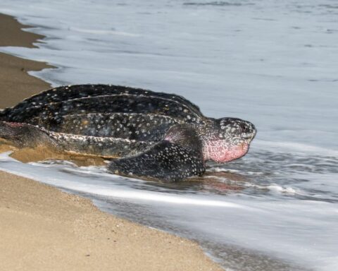 Why are leatherback sea turtles endangered?