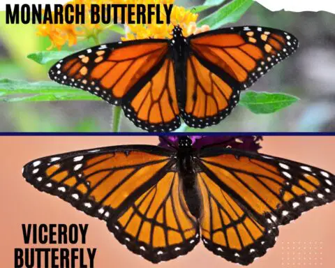 Why do viceroy butterflies copy the monarch butterflies?