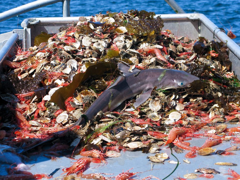 Fisheries bycatch