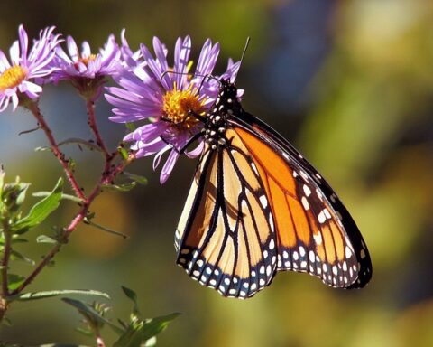 What do monarch butterflies eat