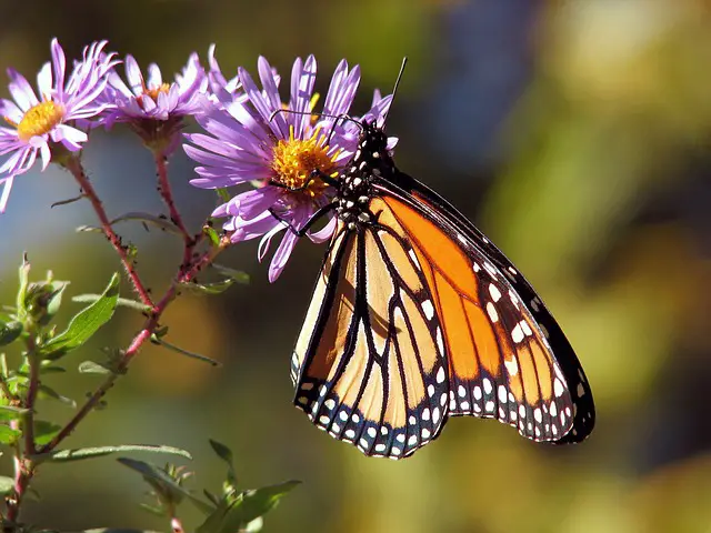 What do monarch butterflies eat