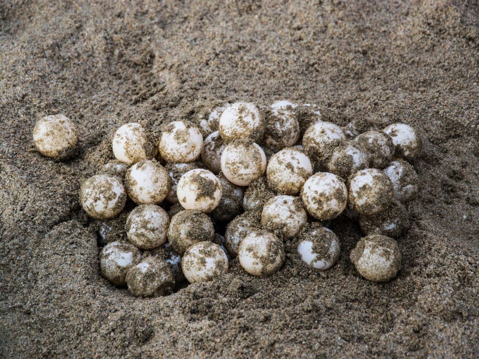 leatherback sea turtle eggs