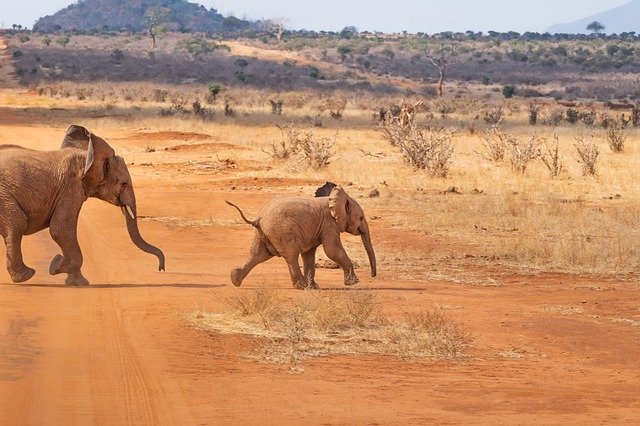 How Fast Can an Elephant Run