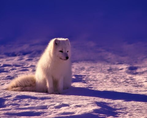 Adaptations Of An Arctic Fox