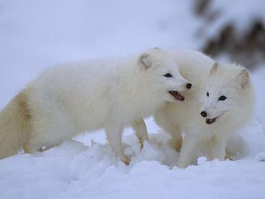 arctic fox adaptations