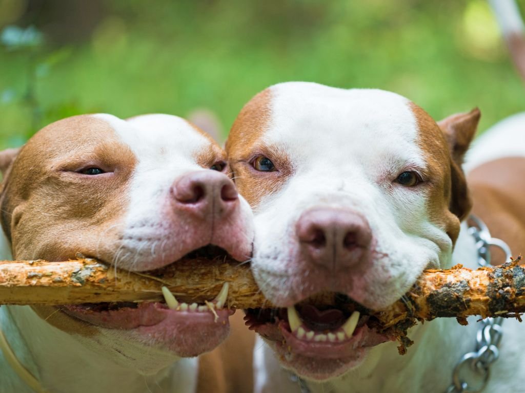 Bite force of pit bull