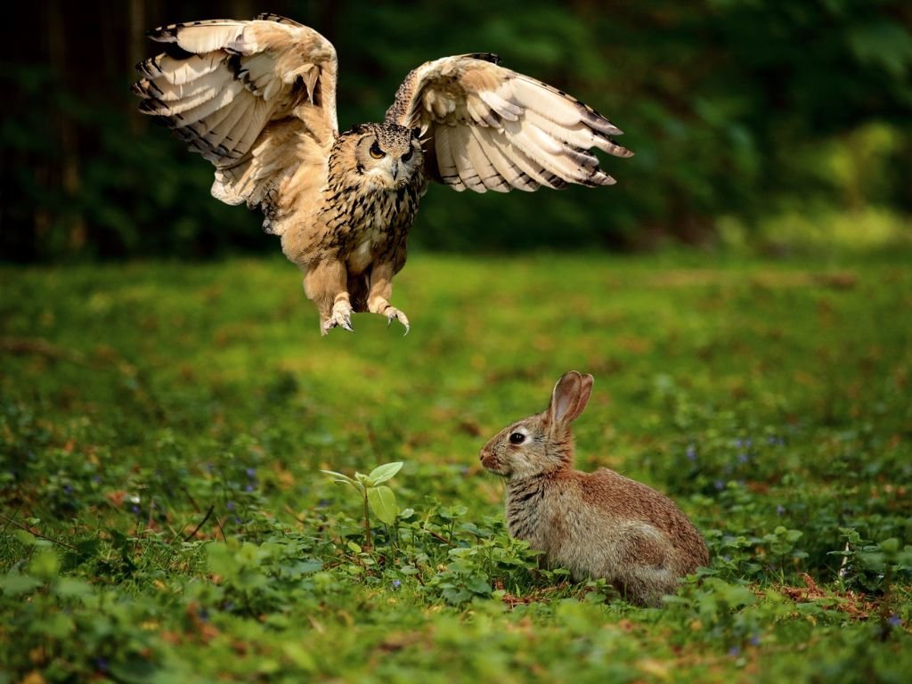 Do Owls Eat Rabbits