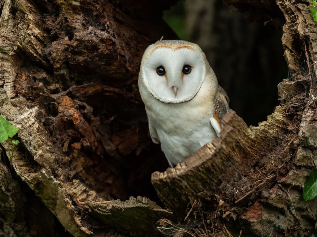 Do barn owls eat rabbits