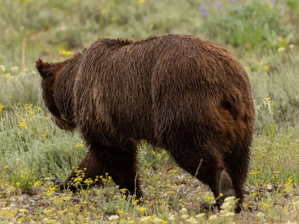 Do bears have tails Why do bears have tails Zooologist