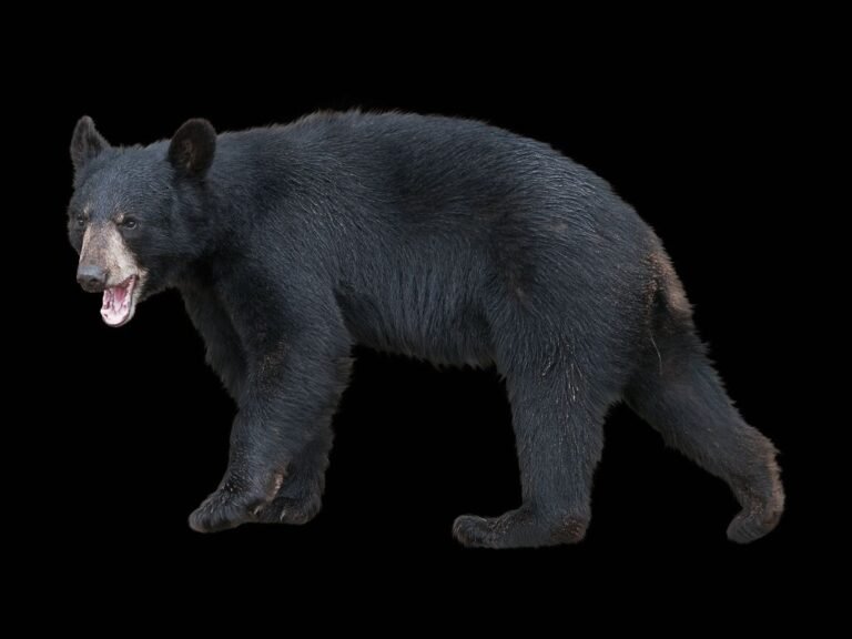 Do bears have tails Why do bears have tails Zooologist