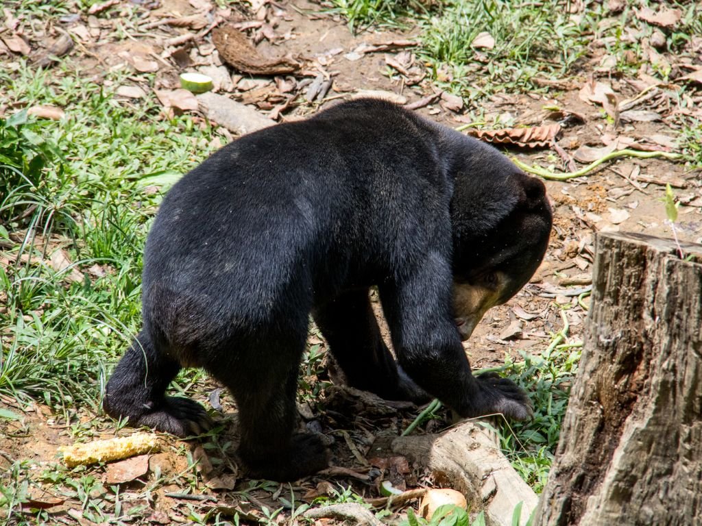 Do sun bears have tails