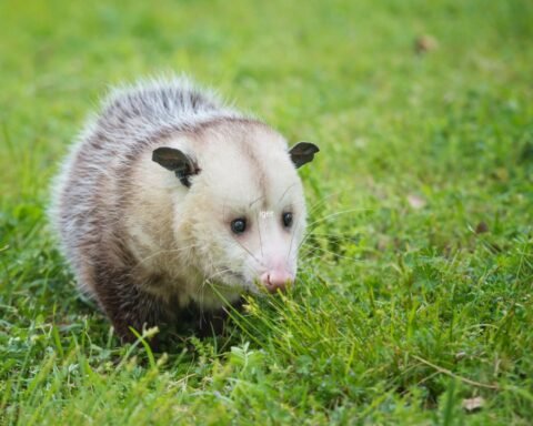 How Long Do Possums Live